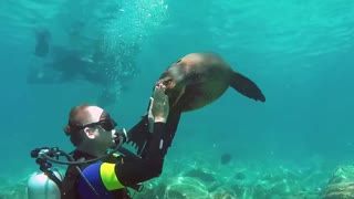 Sea Lion playfully attacks diver