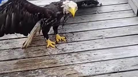 Rescuing a Bald Eagle