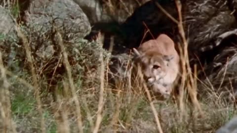 This mountain lion eaten alive man