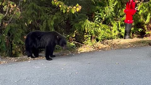 Black Bear Stand-Off With Barking Dog