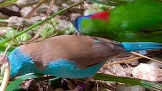 Blue Headed Cordon Bleu Male Finch / Aviary Birds