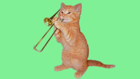 beautiful cat playing violen