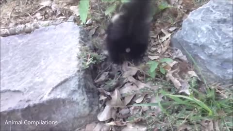 Very cute & funniest. BABY skunks trying to ...