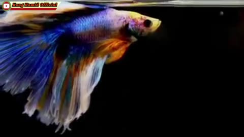 Top 10 Betta fish that are very profitable to cultivate