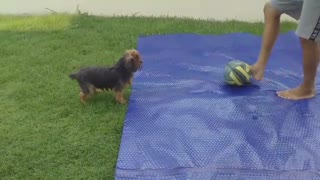 Jully playing soccer