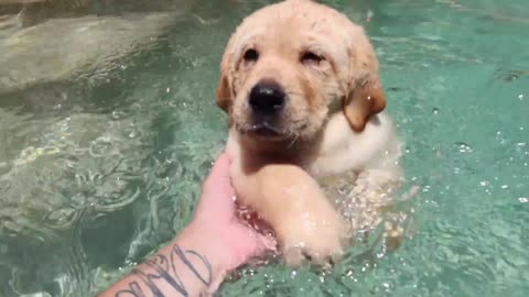 Teaching Labrador Puppies How To Swim in interesting way!