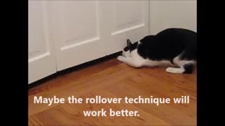 Cat Techniques For Opening a Closet