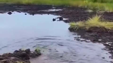 Funny people, guy walks up to a mud puddle