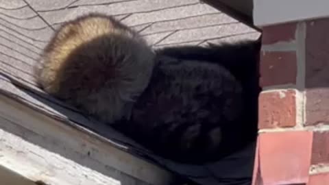 Raccoons on the roof today prior to the inspection