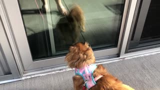 Half-blind dog barks at her own reflection