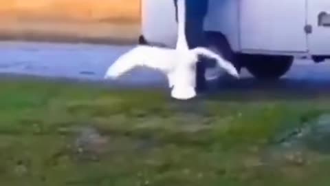 Welcome home, swan welcoming its owner #shorts #viral #shortsvideo #video
