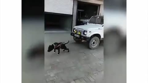 Pitbull vs car #pitbull #viral