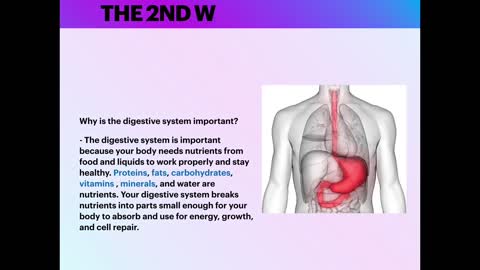 The digestive system (Anatomy review )