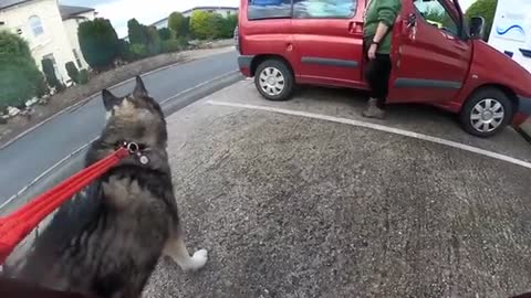 Husky COMFORTS Nervous DOG At The Vets! And Gets Love!