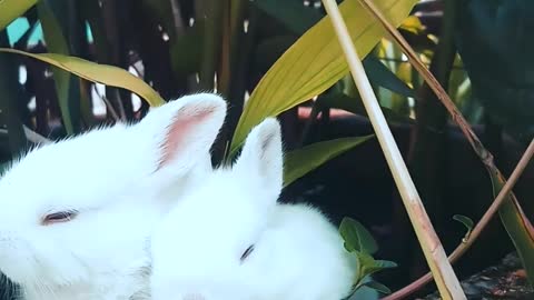 cute rabbits are looking very cute going and raning garden/By Swami Shanti dev