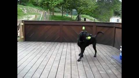 Dog Fan Of Tennis Balls Gets To Chase Them To His Heart's content