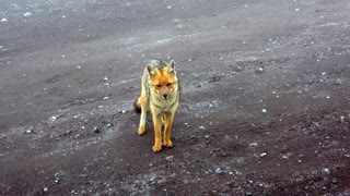 Beautiful Sechuran fox pays a close visit to lucky photographers