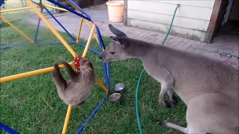 Video Baby Sloths