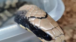 Friendly False Water Cobra