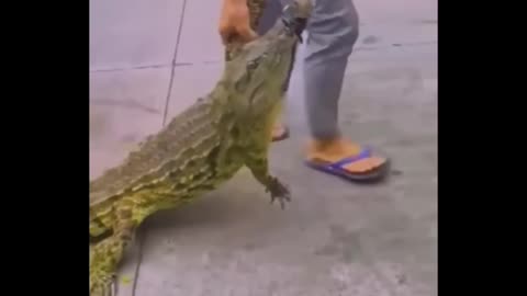 Crocodile funny vedio