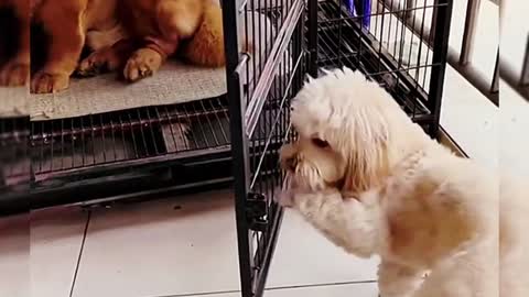 Cute pet funny video