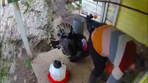 Angry turkey pecks its owner in a very sensitive area