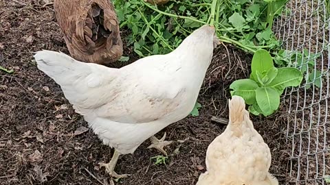 OMC! Chickens are smart! Eating greens while avoiding nearby poisonous Milkweed!