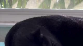 Adopting a Cat from a Shelter Vlog - Cute Precious Piper Falls Asleep in Her Spa #shorts