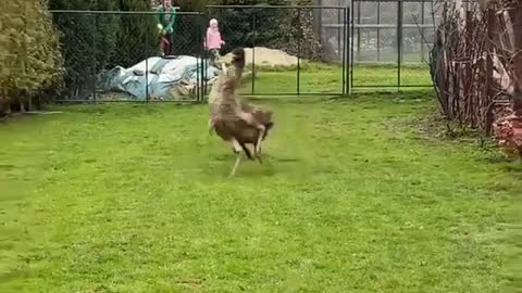 Emu Swerves Around Dog