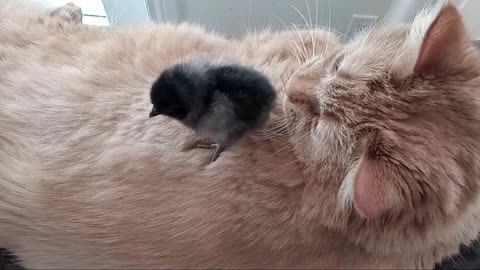 Oscar With One Of His New Friends The Baby Chicken