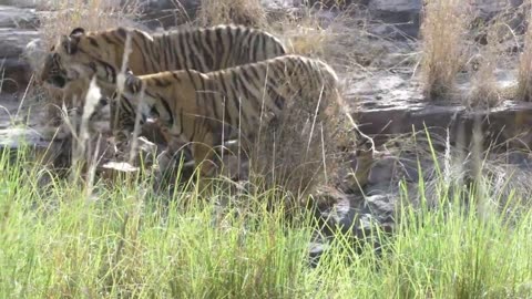 Wild tigress with boisterous cubs