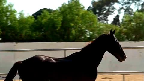 THE HORSE INTRO 1 - HORSE VIDEO - PETS WORLD #tIKTOK #vIRAL #SHORT
