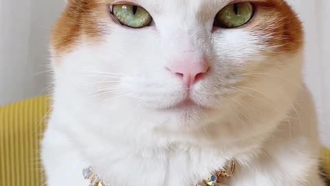 I am not a cat, I am a king.....