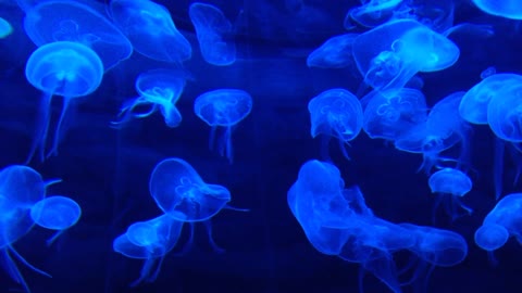beautiful Blue Jellyfish