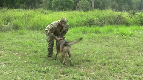 Dog being trained by ARMY