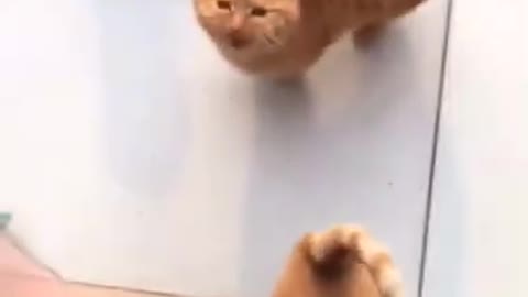 cute and funny cats