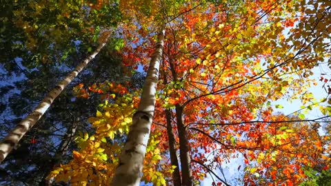 Autumn Treehouse & Cabin Roadtrips-1