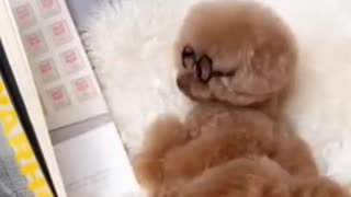 Funniest Animals 2023 New Funny Cats and Dogs Videos #3