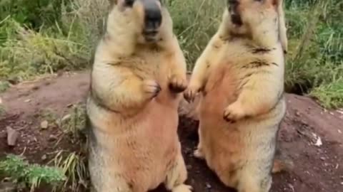 Two marmots grab cookies #marmot