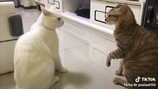 Cats Speaking English - Cats Talking in English - Video 2022
