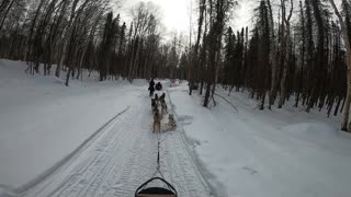 Dog Mushing - Alaska 2024 Part 2