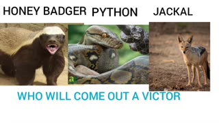 HONEY BADGER vs. PYTHON vs. JACKALS