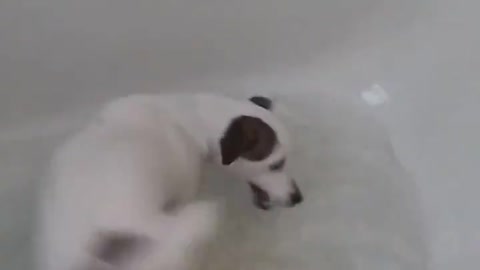 Funny Dog Plays In The Tub