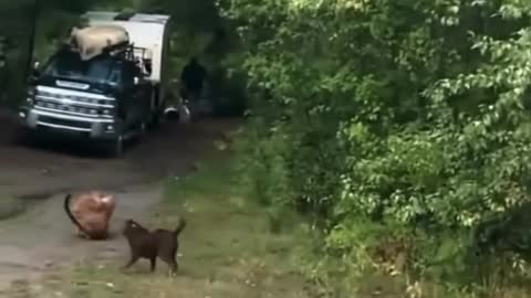 Lion attacks man