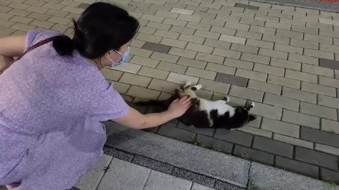 Touch a cat you meet on the street