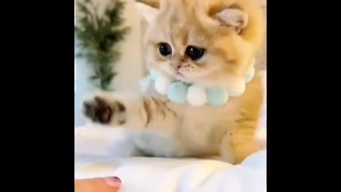 Lovely cats cutely playing 😍❤️