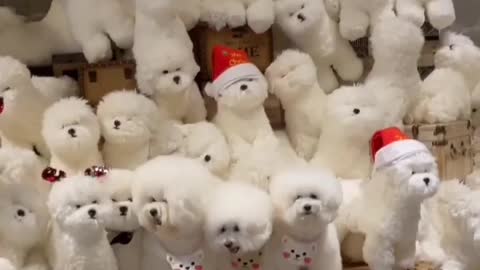 Puppys How many of these bichones are real 🤔😜😜😜😜😍😍