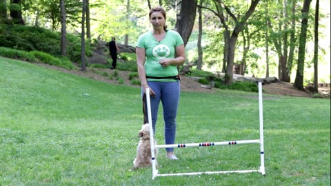 Train your dog to Jump Hurdles