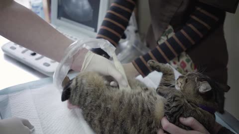 Cute cat having an ultrasound scan in vet office close up