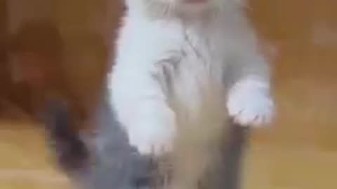Very funny cat comady video